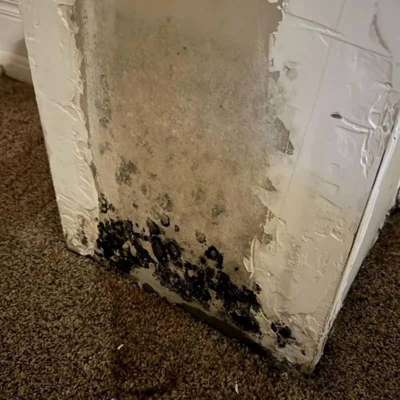 Professional Mold Removal in Lebanon, IL